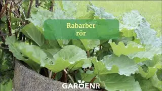 Rabarber-r&ouml;r - Tr&auml;dg&aring;rdshacks med GardenR