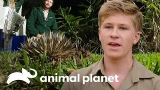 Dif&iacute;cil rescate de equidna atrapado en una fruter&iacute;a | Los Irwin | Animal Planet