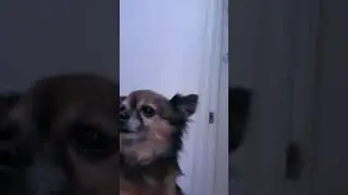 Chihuahua Spongebob Rave - Electric Zoo - Professor Beans