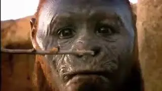 Walking With Cavemen BBC [1] - First Ancestors (part 2)