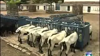 Emater comenta sobre a estiagem 2013 no GLOBO RURAL