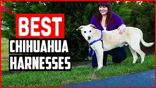 ✅Top 5 Best Chihuahua Harnesses in 2025