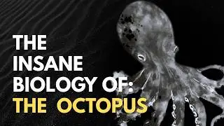 The Insane Biology of the Octopus