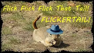 GO4 FUN! Quickie #18! Watch! Why Richardson Ground Squirrels Are Called Flickertails!