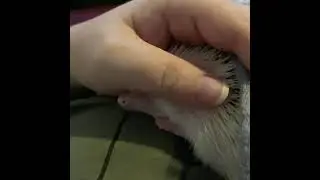 Cutest baby hedgehog falling asleep