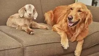 Dogs and Goats Morning Time Live Stream 😄