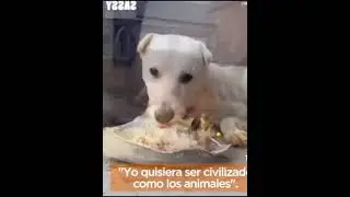 MININA Y BOOMER LES PRESENTA 🎬 YO QUISIERA SER CIVILIZADO C&Oacute;MO LOS ANIMALES