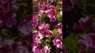 Vegetable garden Daily 17:Spring flowers are so pretty in the everyplace of garden#flower #spring