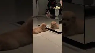 Dog fun Time 💯💯#comedy #dogs #funnyvideo