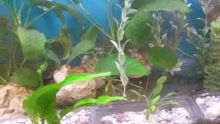 Allodontichthys polylepis breeding tank at Tropiquaria