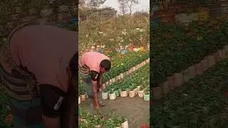 কত সুন্দর ফুলের গাছ 