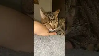 Blind cat falls asleep on his mama&rsquo;s hand 💔 #noeyes #cat #blindcat #cute