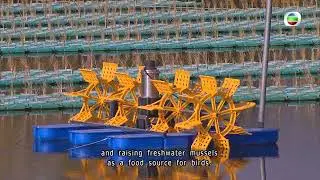 TVB News| 14 Jan 2026 | MTR highlights its ecological work in Lok Ma Chau