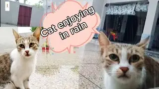 Cute cat meowing and enjoying in heavy rain,🌹❤️😺|pets and animal lover