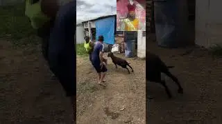 #goatattack#funnyanimals# 😅