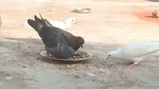 Pegions eating rice..🕊️ #pigeon #kabootarloft05 #kabootar #pigeonlaver #birds #kabutar #sky #flying 