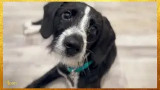 Introducing The Best Dog Ever!