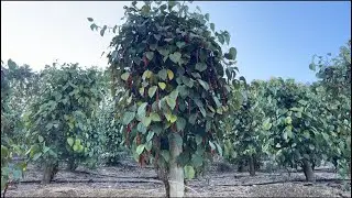 Colheita da pimenta do reino! E falta de mão de obra!