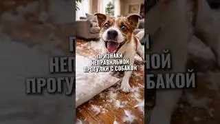 Из-за это возникают проблемы ПОСЛЕ ПРОГУЛКИ #животные #собака