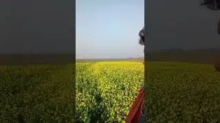 video sorry sar full