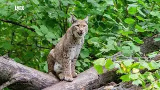 Wildlife of Sweden The Stunning and Diverse Animals of the Nordic Country