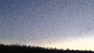 Thousands of Tree Swallows Come to Roost on Goose Island