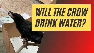 Raising a Baby Crow Day 4: How It Drinks Water