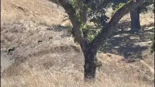 California Public Land Pig Hunting 