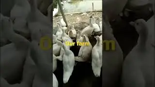 Musk duck - our farm