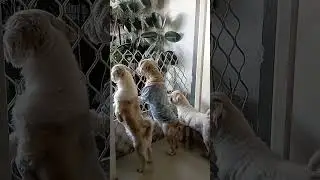 Shihtzu Dog Barking 01-17-26 #shorts #barking #puppy #dogs #cute #pets #shihtzu #doglife #real