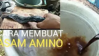 CARA EFEKTIF MEMBUAT#POC#IKANLELE MENJADI#PUPUK HANDAL#ASAMAMINO#TANAMAN SUBUR TAHAN PENYAKIT