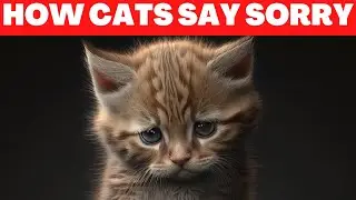 How Cats Apologize to Their Humans?
