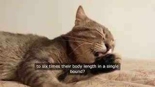 Cats Supernatural Powers