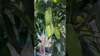 Qatar | Indian Mango Festival at Souq Waqif #shorts #qatar #visitqatar #souqwaqif #dohaevents  #قطر