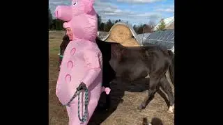 Experiment on which breed of horses is the bravest: the Canadian Horse 