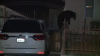 Black bear spotted running around a residential area of Eagle Rock, California.