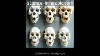 Rapid Evolution of Human Skulls and Faces