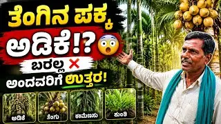ತೆಂಗಿನ ಜೊತೆ ಅಡಿಕೆ ಬೆಳಿಬೋದು | ಬನ್ನೂರು ಕೃಷ್ಣಪ್ಪ ತೋಟ ವೀಕ್ಷಣೆ | bannur krishnappa farm | maralimannige