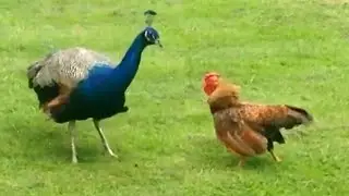 10 GALLOS LOCOS que Se ENFRENTARON a ANIMALES GRANDES