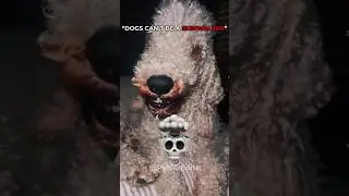 Dogs can&rsquo;t be a skinwalker 💀