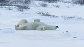 Chill out with Polar Bears