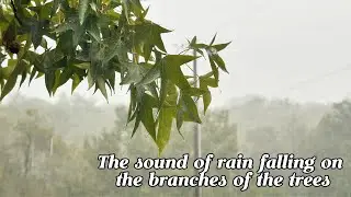 Gentle Rain Sound on Tree Branches 🌧️ Study, Sleep & Calming Nature Ambience