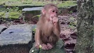Baby cutie face ! only one monkey red facebso cute than other monkey #shortvideo #animals #monkey 