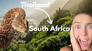 We moved from Asia to Africa + Dangerous Puff Adder Bite🐍