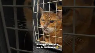 Sedation in a Bengal Cat #veterinary #bengalcat #veterinarian #vetnurse #vettech #vettechlife