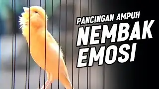 KENARI GACOR PANJANG Emosi Cuit Cuit NGEROL AMPUH utk Pancingan Kenari Paud | Masteran Murai Batu