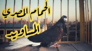 الحمام المصرى المساويد مع ا/ محمد البطل#لوفت_عمرو_اشرف