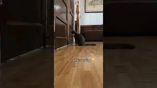 Cat Cries When Owners Leave #pet #animalantics #funnyanimals