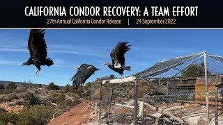 California Condor Recovery: A Team Effort