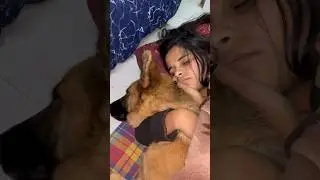 Champ & sister sleeping together 🐶❤️👩🏻 #dog #reels #germanshepherd #champ #love #doglover #puppy